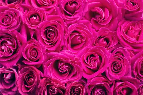 Free Stock Photo of Pink Roses - Background | Download Free Images and ...