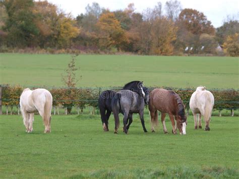 Herd Of Ponies Stock Image Image Of Equine Herd Meadow 174288991