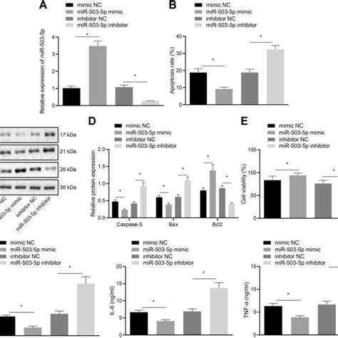 Overexpression Of Mir P Results In Promoted Proliferation And