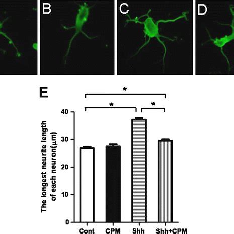 Neurite Outgrowth In Primary Cortical Neurons In Different Experimental