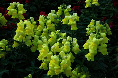 Little Yellow Flower Bells Flowers Free Nature Pictures By