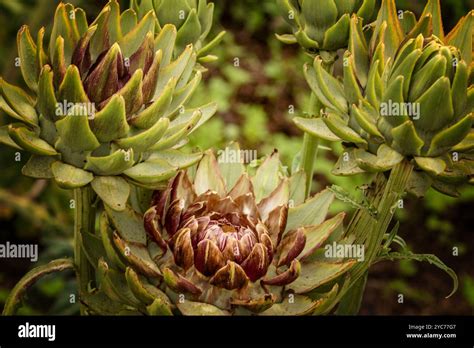 Natural Vegetable Close Up Plant Portrait Of Textured Globe Artichoke
