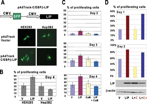 Ectopic Expression Of C Ebp Lip Promotes Proliferation Of Hek293 Cells