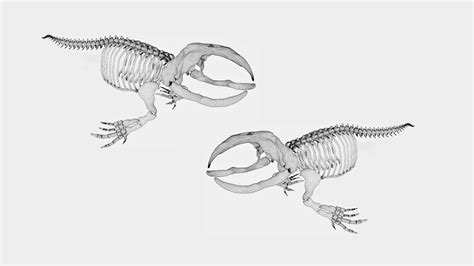 Bowhead whale skeleton 3d model - Team 3d Yard