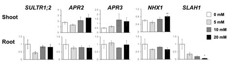 Plants Free Full Text A Low Level Of Nacl Stimulates Plant Growth