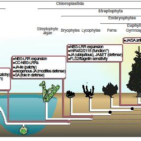 (PDF) On plant defense signaling networks and early land plant evolution