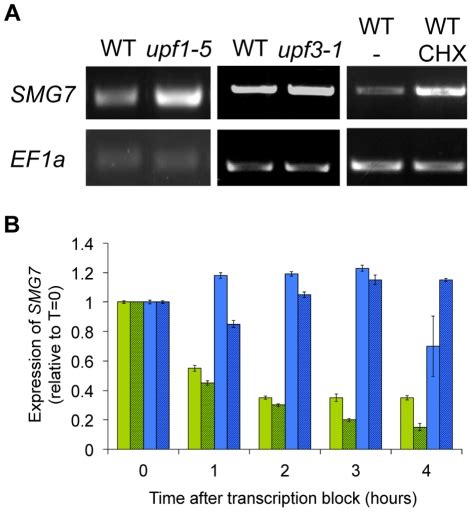 A Steady State Levels Of SMG7 MRNA In Wild Type Upf1 5 And Upf3 1