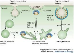 ARF Proteins Roles In Membrane Traffic And Beyond Nature Reviews