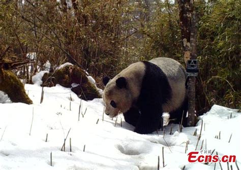 Photo Of Wild Panda Caught On Camera In Sichuan Cn