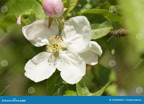 The Apple Tree In Bloom Apple Blossom Flowers In A Spring Orchard