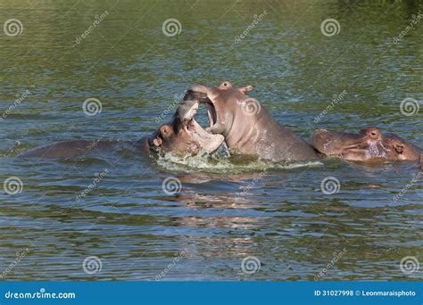 Hippo s fighting stock photo. Image of park, hippopotamus - 31027998