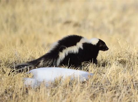 Striped Skunk - Facts, Diet, Habitat & Pictures on Animalia.bio