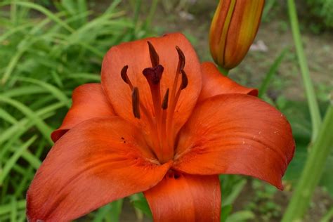 Imagen gratis Jardín Botánico contacto directo detalle lirio flor