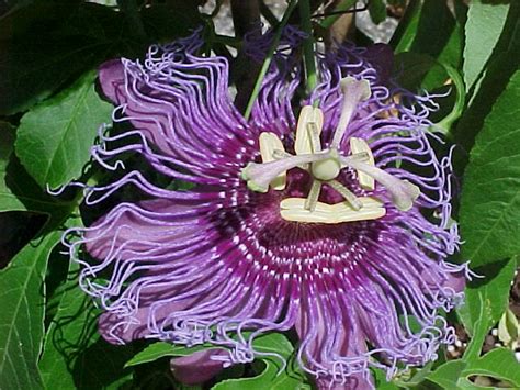 Passion Vine Passiflora Species