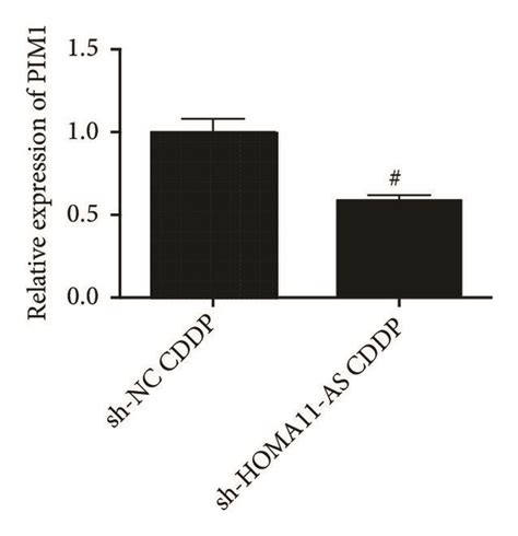 Knockdown Of Homa11 As Enhanced Cddp Mediated Tumor Inhibition And