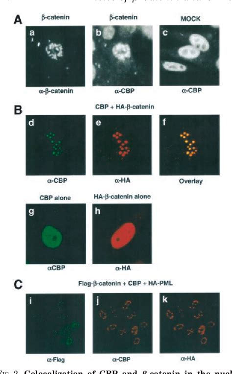 Figure From Regulation Of Lef Mediated Transcription And P