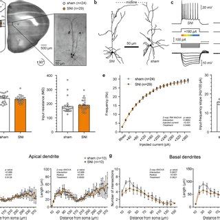 Firing Rate And Sholl Analysis Of Layer Pyramidal Cells In The