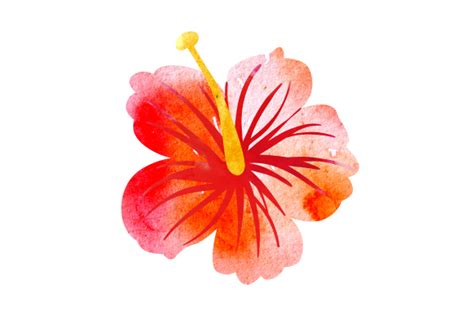 Flor De Maga Watercolor Archivo De Corte Svg Por Creative Fabrica