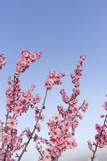 Spring Flowers And Blue Sky Vector Blue Bright Vector Vector Blue