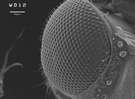 Eye Of Fruit Fly Electron Microscopy Taken By Me Mag 250 Wd 12 R