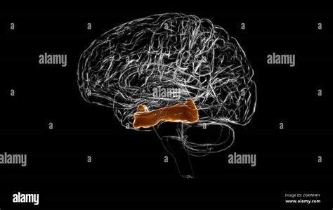 Brain fusiform Gyrus Anatomy For Medical Concept 3D Illustration Stock ...