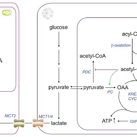 βox As An Energy Source Oxphos Oxidative Phosphorylation Pdc Pyruvate