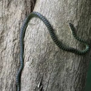 Golden Tree Snake - Facts, Diet, Habitat & Pictures on Animalia.bio