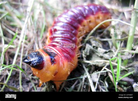 Parasite Worm Fish Hi Res Stock Photography And Images Alamy