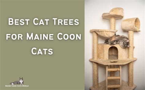 Best Cat Trees For Maine Coon Cats Top Picks For Large Breeds