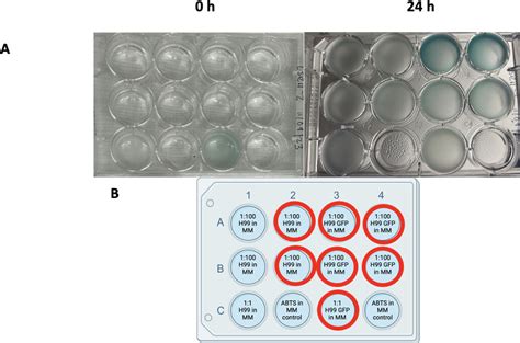 A Food Color Based Colorimetric Assay For Cryptococcus Neoformans