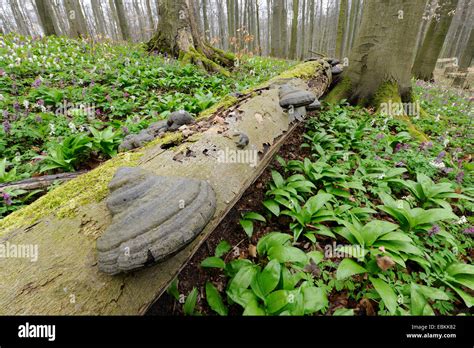 Hoof Fungus Tinder Bracket Fomes Fomentarius At A Fallen Tree In A