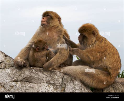 Land Of Monkeys Hi Res Stock Photography And Images Alamy