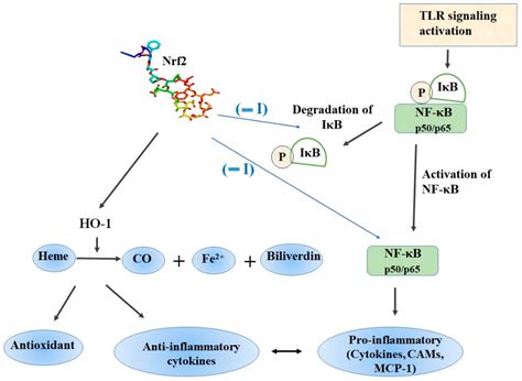 Molecules Free Full Text An Overview Of Nrf2 Signaling Pathway And