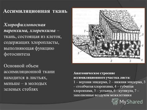 Презентация на тему: "1. Общая характеристика и классификация 2 ...
