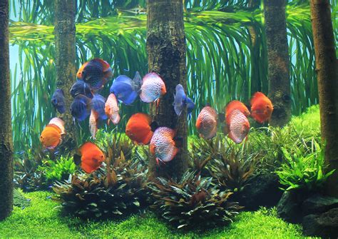 Freshwater Plants Selection - Aquarium Architecture