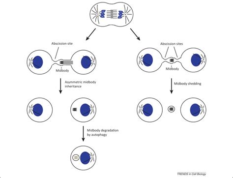 Endocytic Transport And Cytokinesis From Regulation Of The