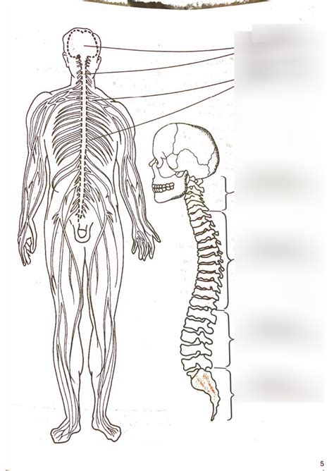 Anatomy Divisions Of The Nervous System Diagram Quizlet