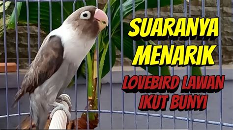 Suaranya Menarik Lovebird Lawan Untuk Ikut Bunyi Pancingan Suara