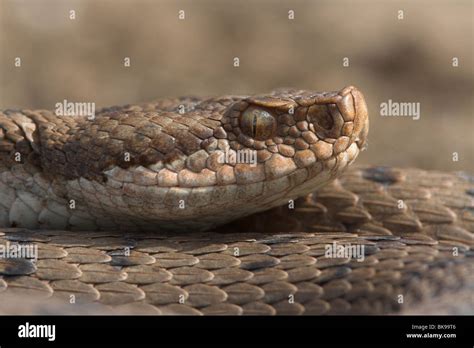 Aspis Viper France Hi Res Stock Photography And Images Alamy