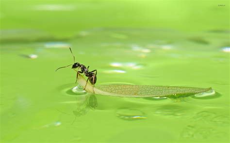 Ant On A Leaf Floating On The Water Wallpaper Animal Wallpapers 50240