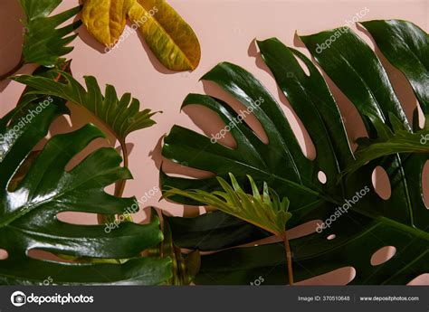 Frische Tropische Gr Ne Bl Tter Auf Rosa Hintergrund Stockfoto