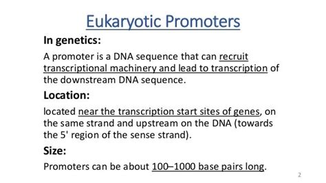 Eukaryotic Promoters