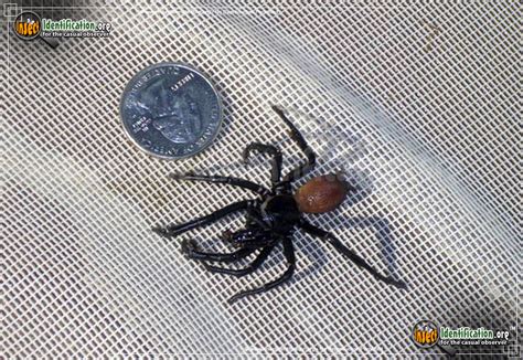 California Trapdoor Spider