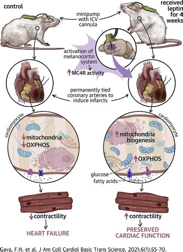 Restoration Of Cardiac Function After Myocardial Infarction By Long