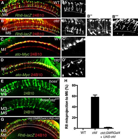 Otd Is Required For R Synaptic Layer Targeting Wild Type A A And