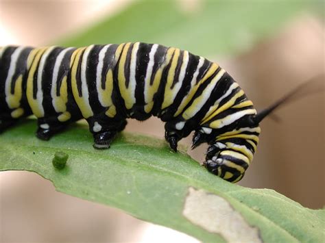 Free Photo Caterpillar Monarch Butterfly Eating Leaf Feeding