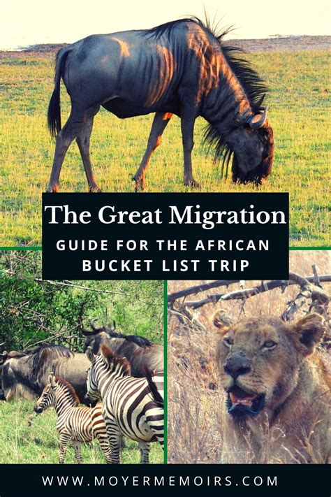 All The Facts About The Great Migration In Africa Moyer Memoirs