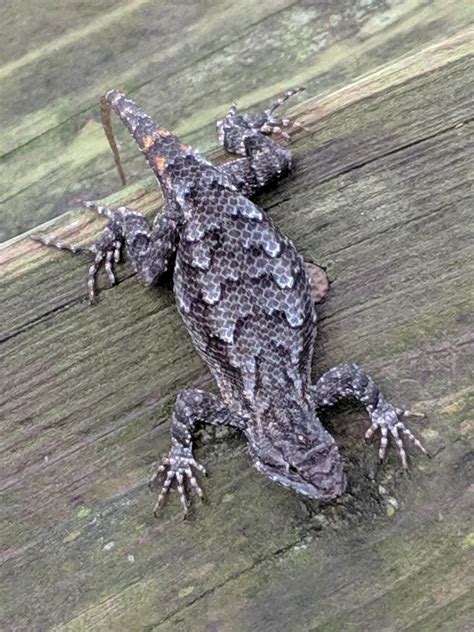 Eastern Fence Lizard Photograph By Desiree Wright Fine Art America