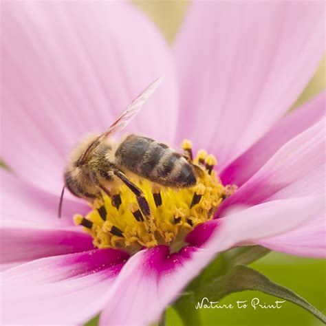 Bienen retten in 10 Schritten Tipps für Bienenfreunde