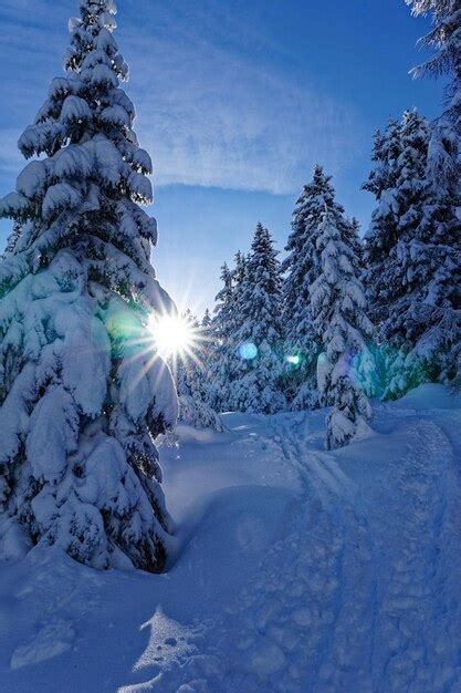 Pinos Cubiertos De Nieve Contra El Sol Brillante Foto Premium